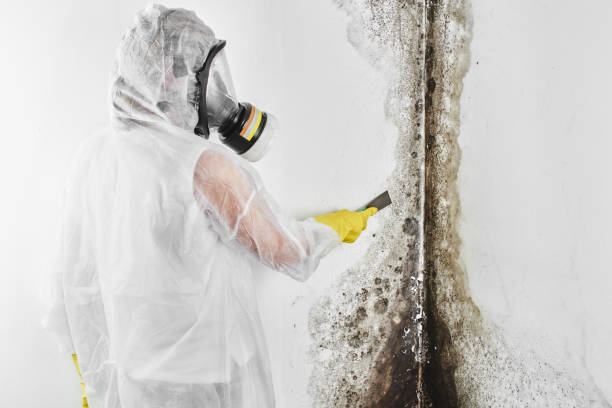 Best Bathroom Mold Remediation in Canaan, CT