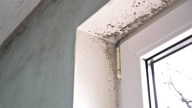 Best Post-Flood Mold Remediation in Canaan, CT