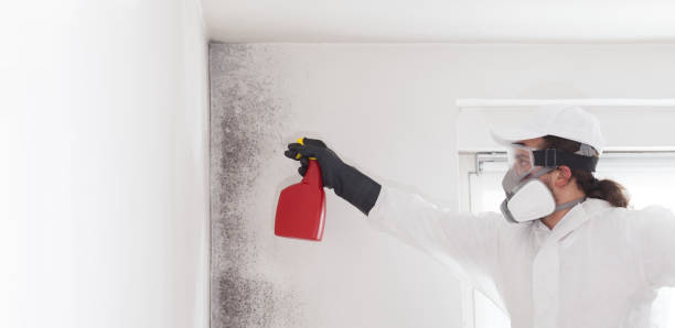 Best Basement Mold Remediation in Canaan, CT